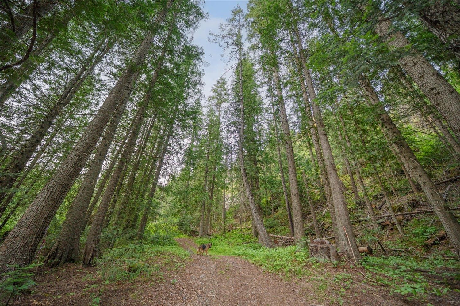 822 Little Spokane River Road Newport, WA 99156 - Photo 39 of 50