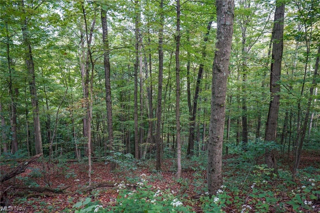 0 Reed Marietta, OH 45750 - Photo 34 of 35 View of local wilderness