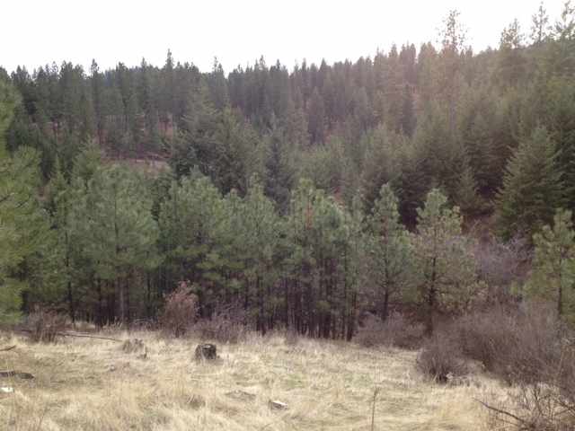 0 East Eistrup Road Elk, WA 99009 - Photo 1 of 5
