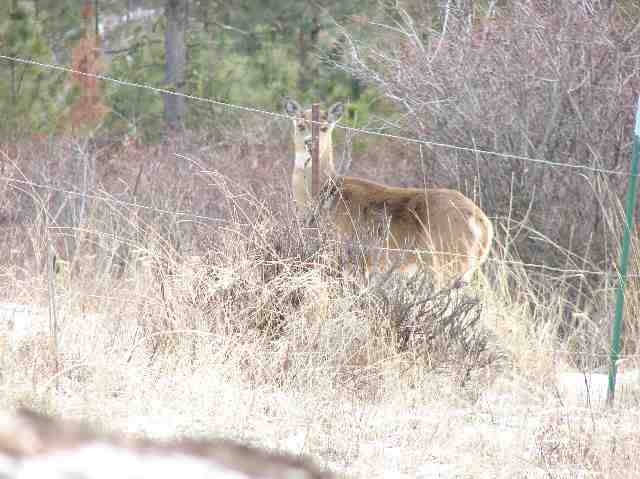 0 East Eistrup Road Elk, WA 99009 - Photo 5 of 5