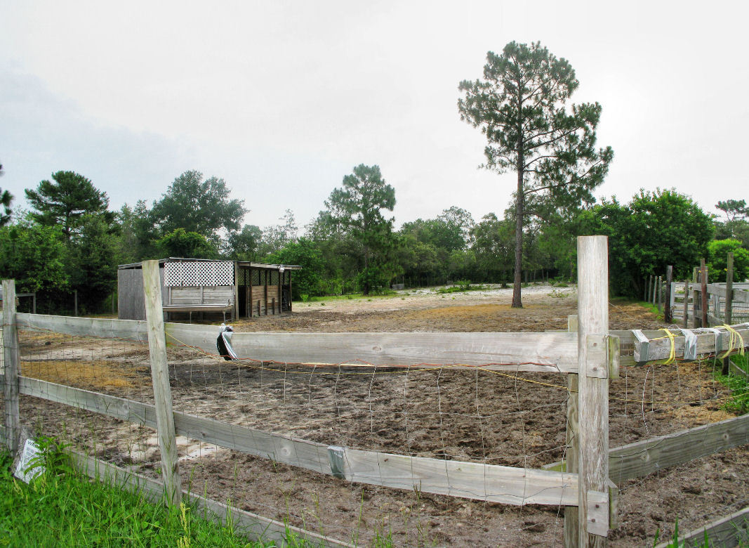 5318 Mallard Road Middleburg, FL 32068 - Photo 25 of 29 Yard #3