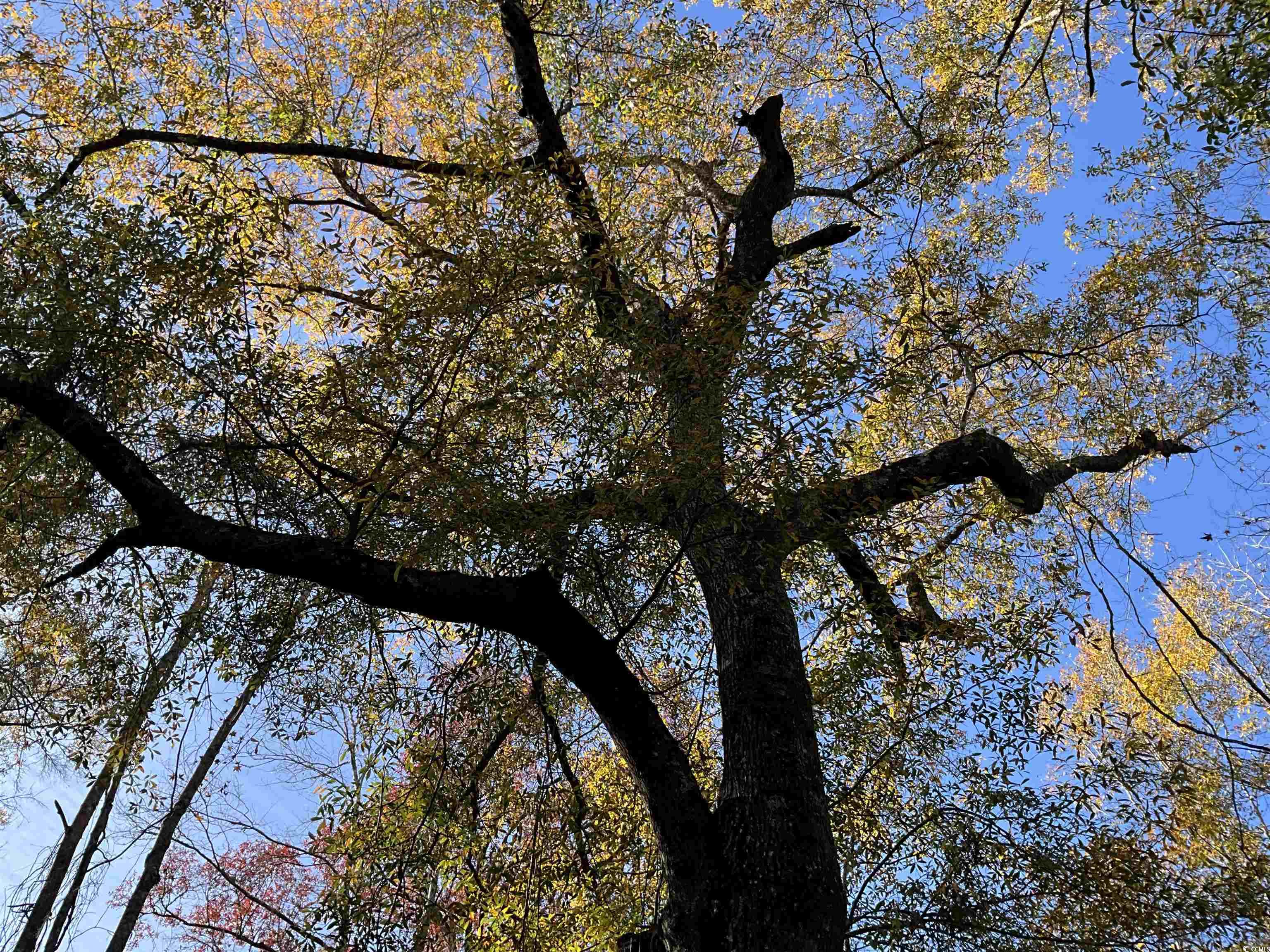 Tbs Nathan Road Kingstree, SC 29556 - Photo 11 of 35 Exterior space