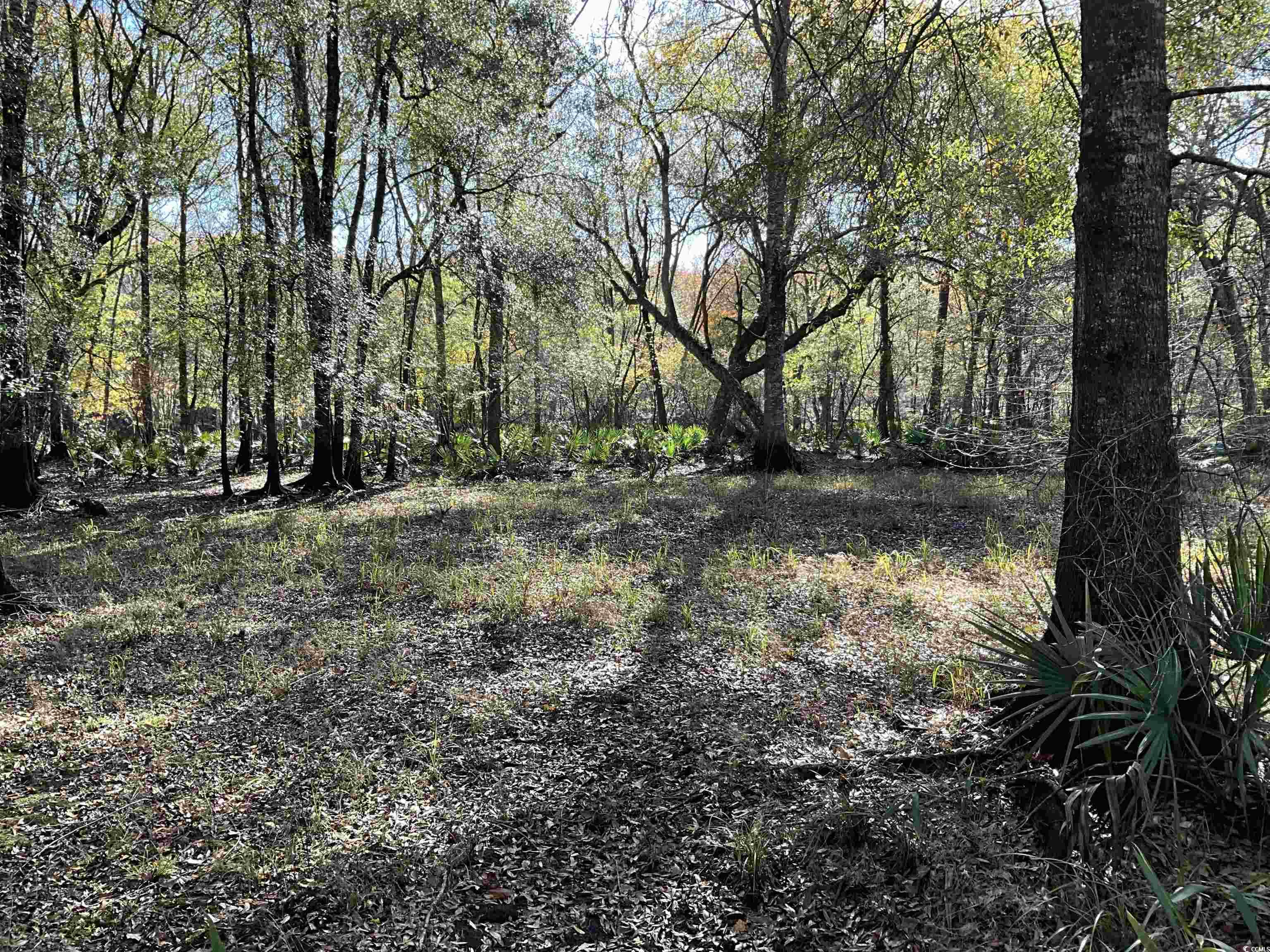 Tbs Nathan Road Kingstree, SC 29556 - Photo 12 of 35 View of landscape