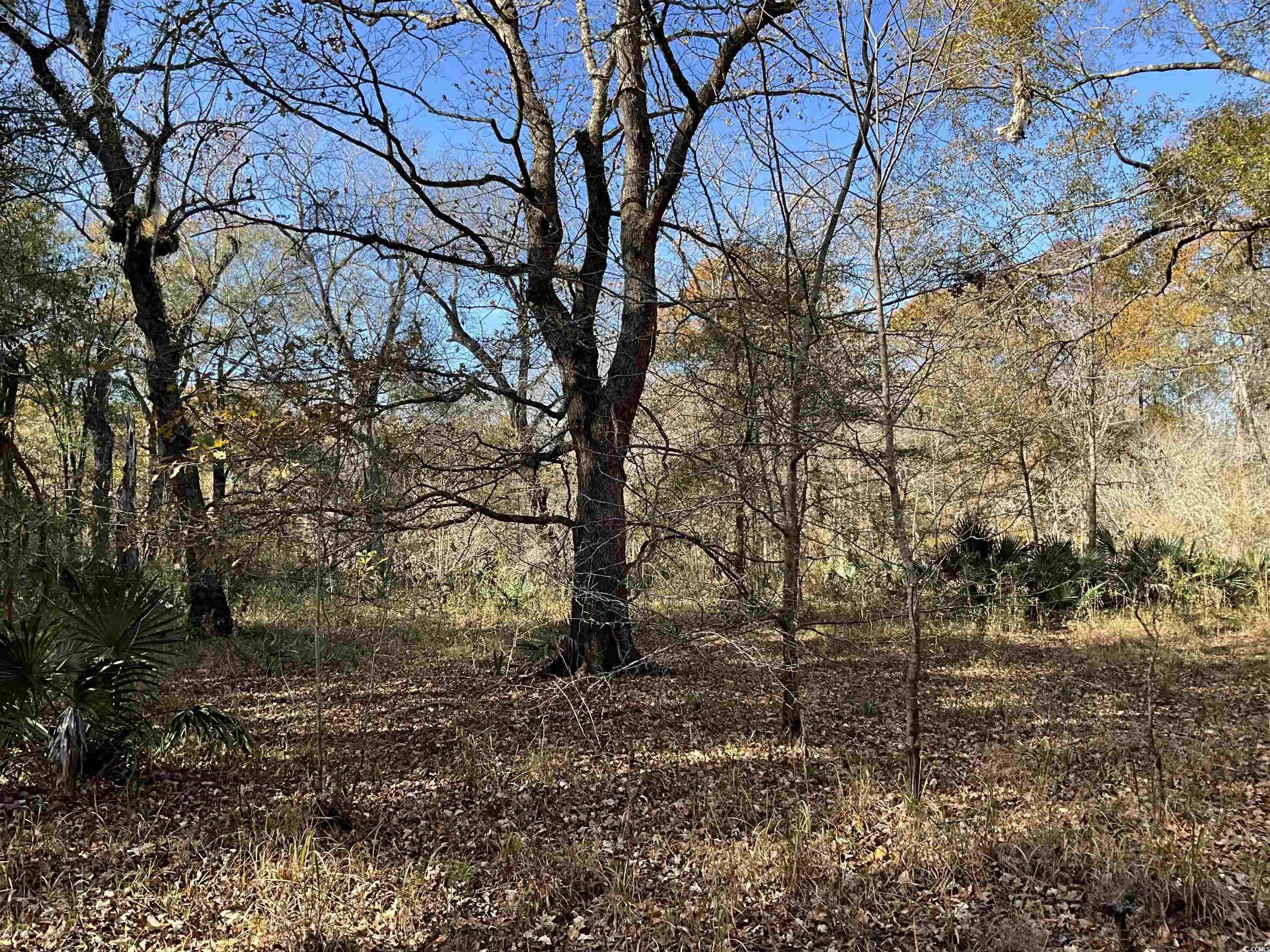 Tbs Nathan Road Kingstree, SC 29556 - Photo 16 of 35 View of nature