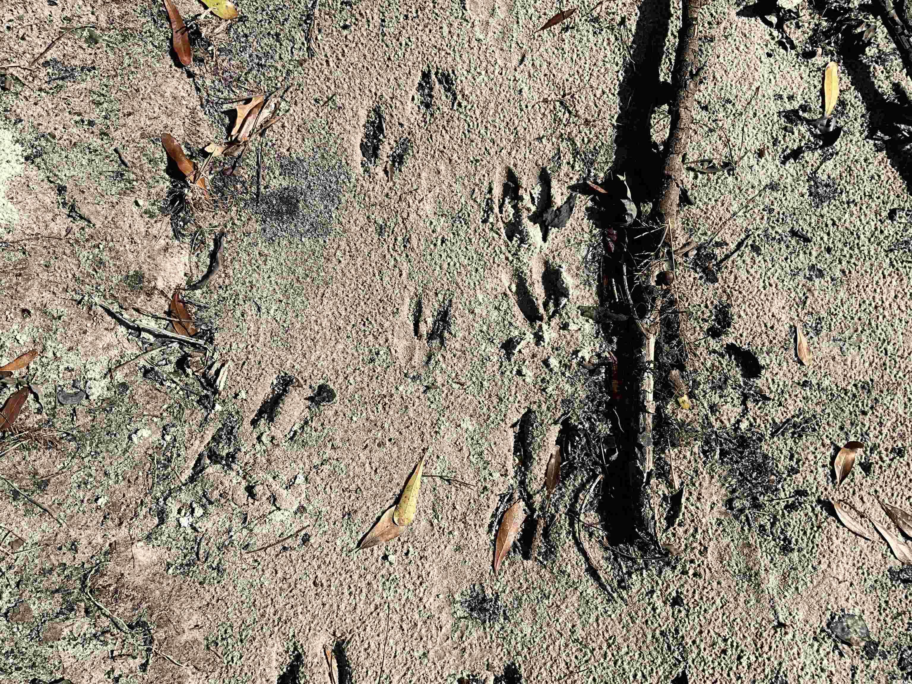 Tbs Nathan Road Kingstree, SC 29556 - Photo 17 of 35 Aerial view