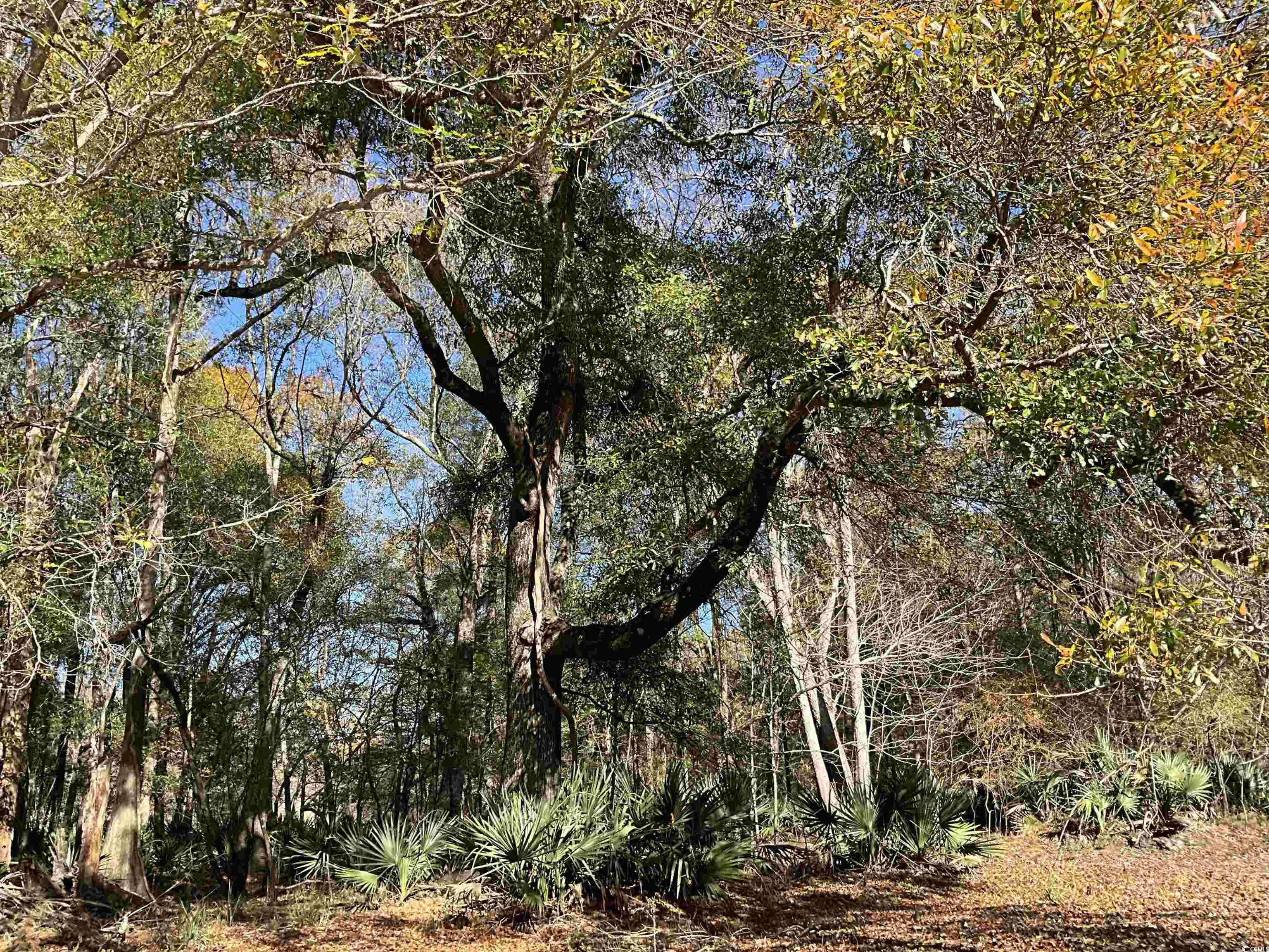 Tbs Nathan Road Kingstree, SC 29556 - Photo 18 of 35 View of local wilderness
