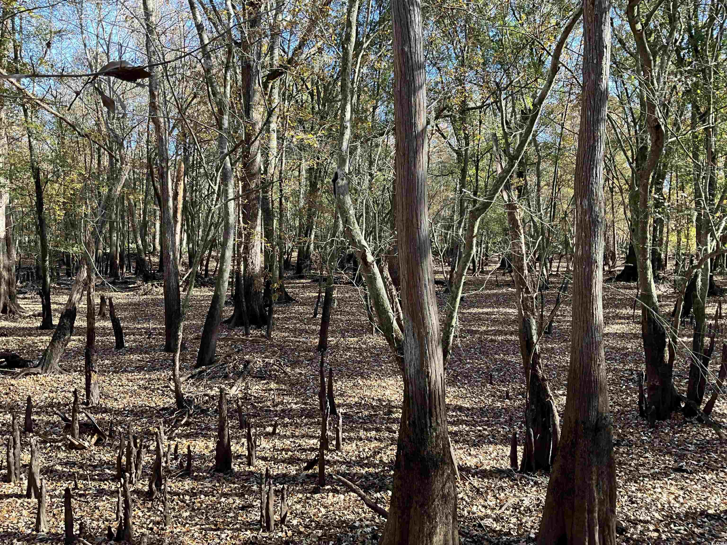 Tbs Nathan Road Kingstree, SC 29556 - Photo 19 of 35 View of nature