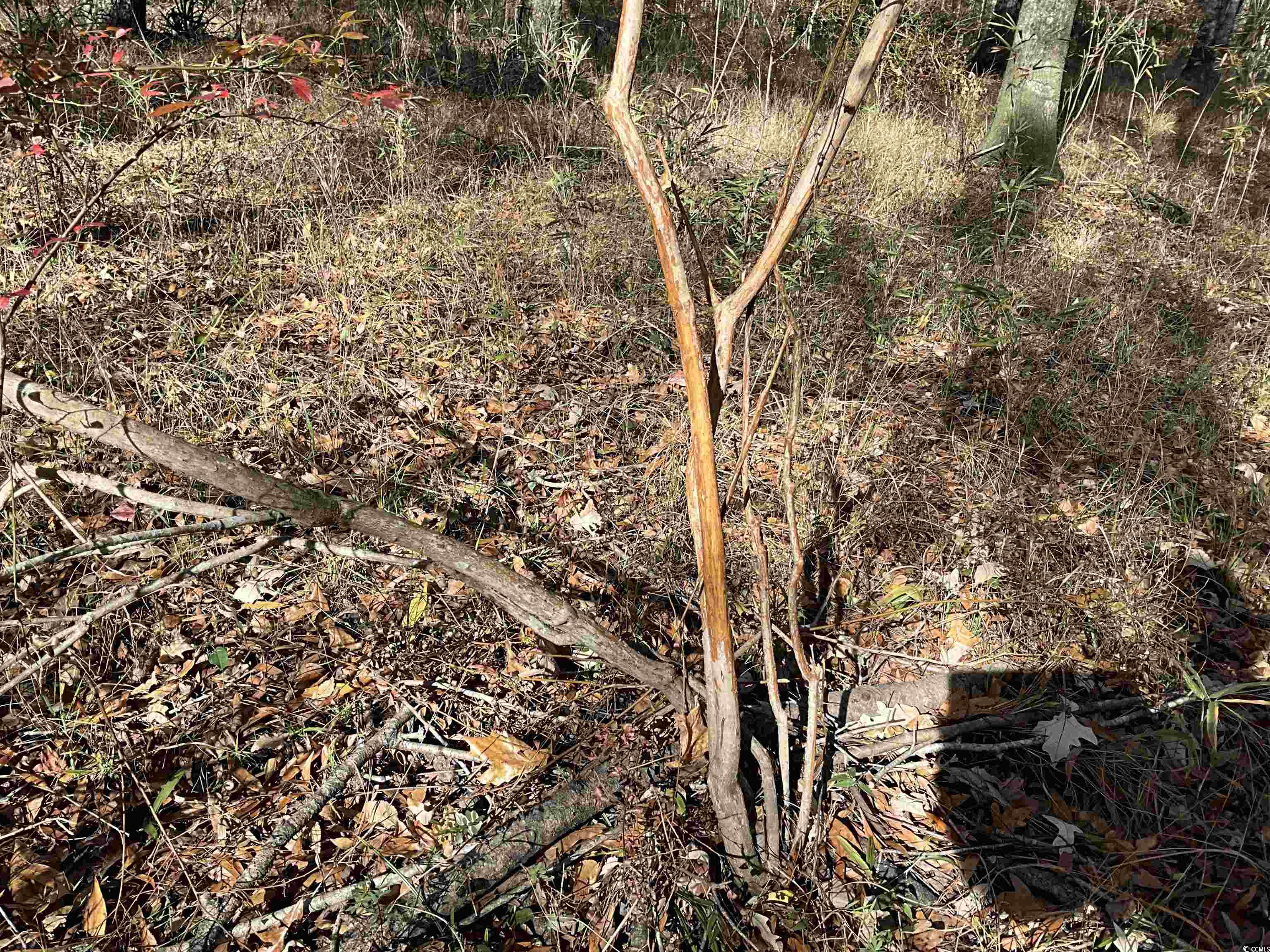 Tbs Nathan Road Kingstree, SC 29556 - Photo 20 of 35 View of landscape