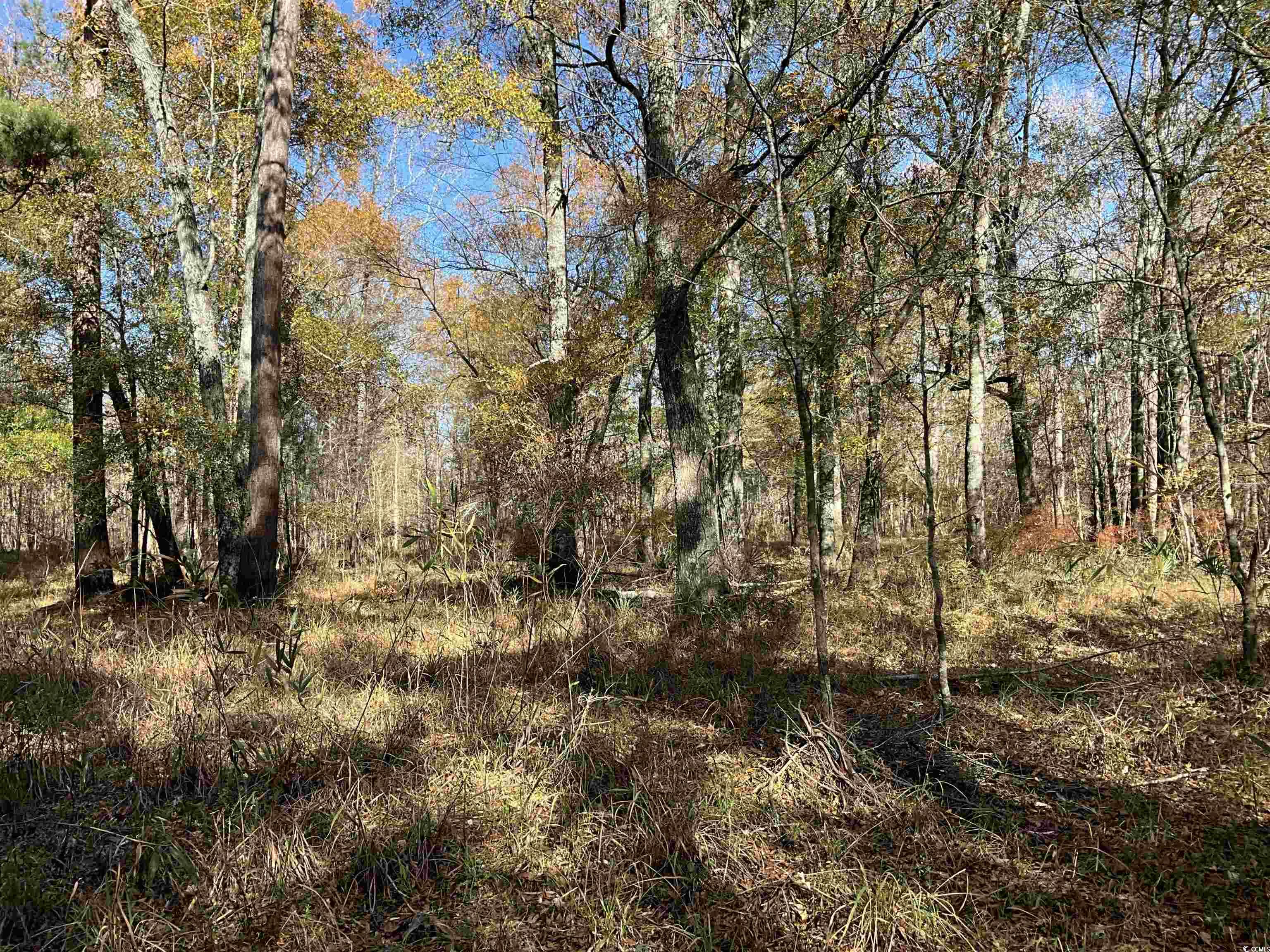 Tbs Nathan Road Kingstree, SC 29556 - Photo 21 of 35 View of landscape