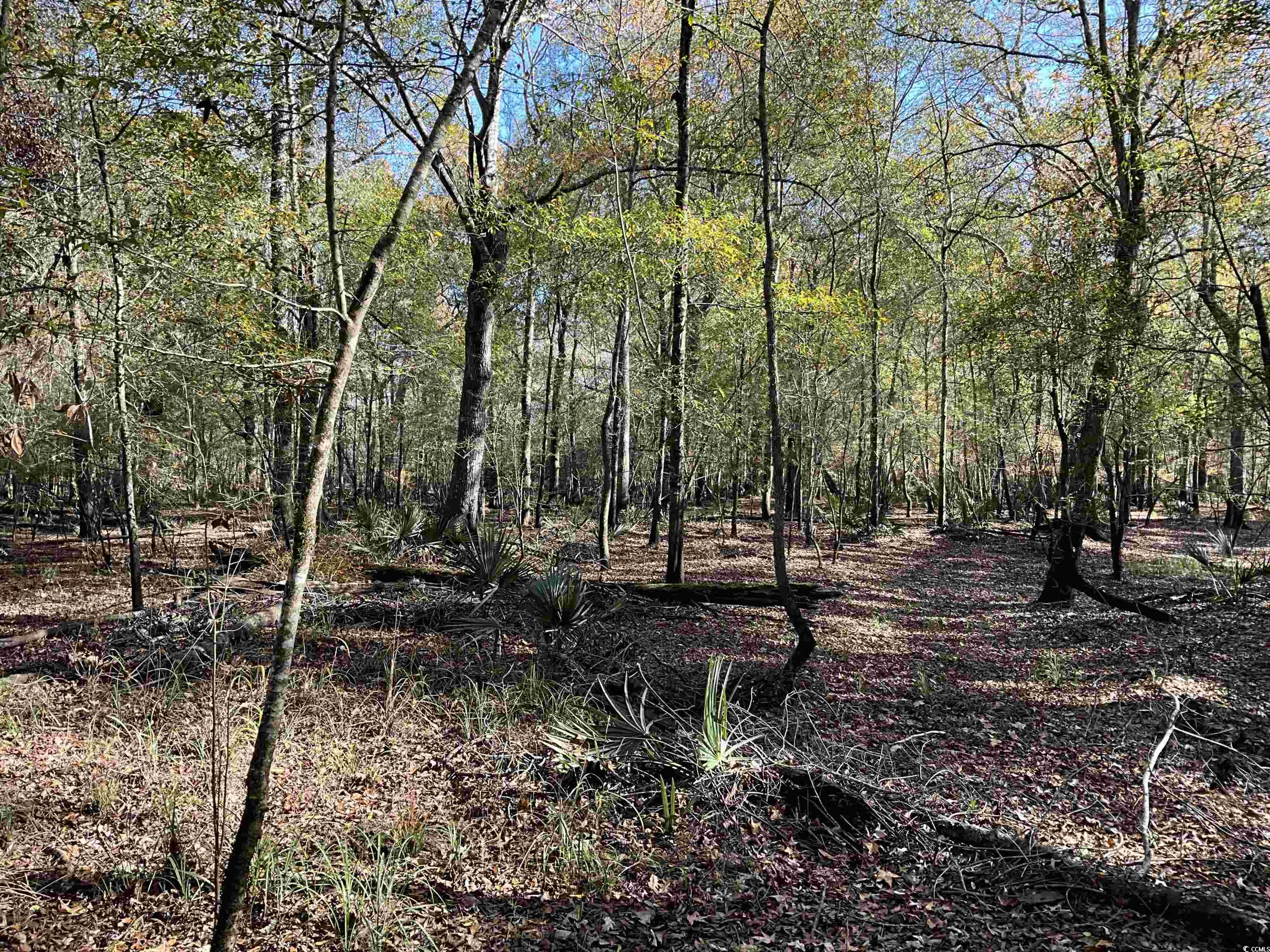 Tbs Nathan Road Kingstree, SC 29556 - Photo 22 of 35 View of nature