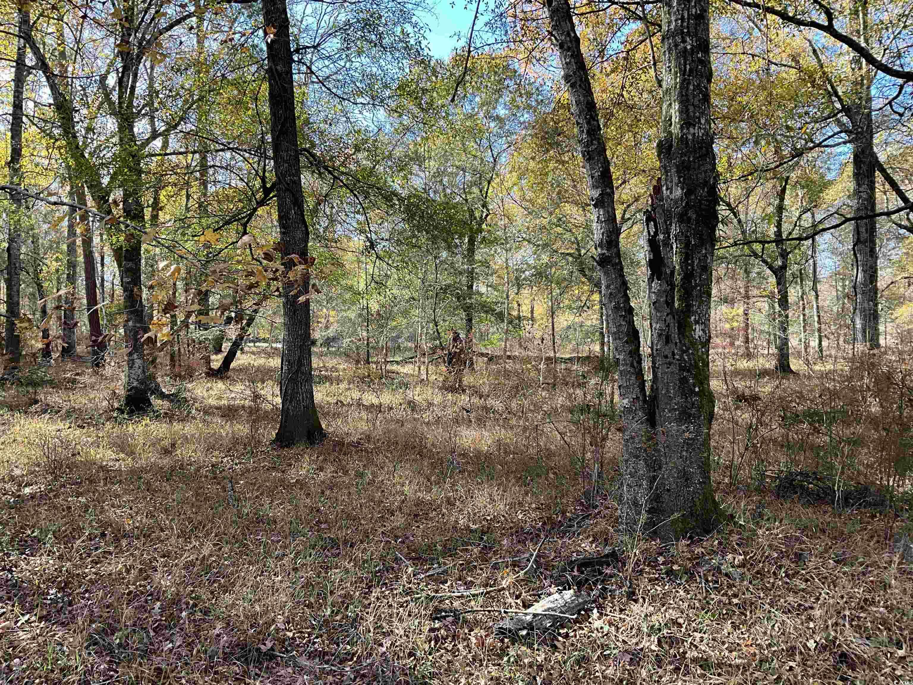 Tbs Nathan Road Kingstree, SC 29556 - Photo 23 of 35 View of local wilderness