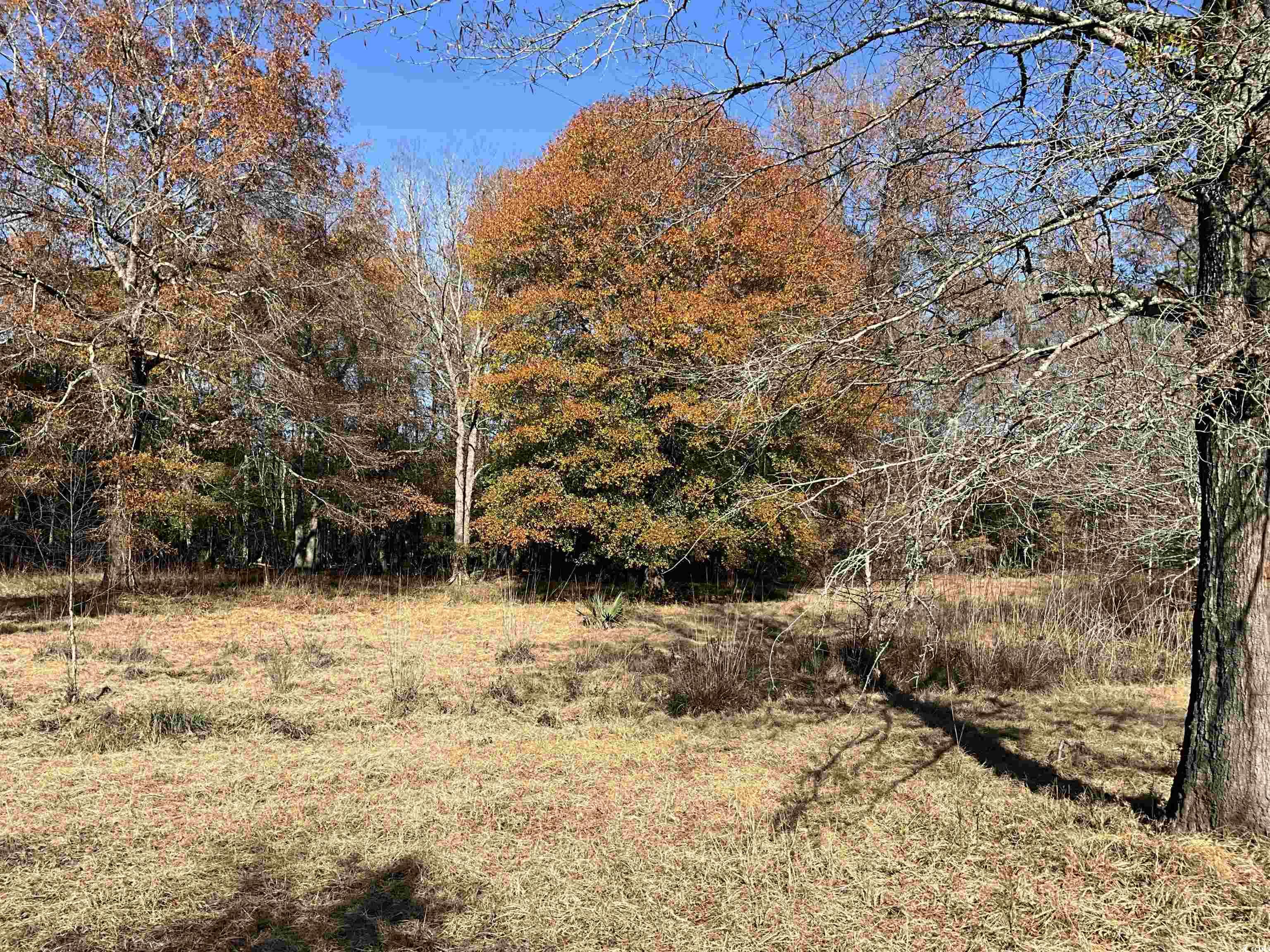 Tbs Nathan Road Kingstree, SC 29556 - Photo 29 of 35 View of nature