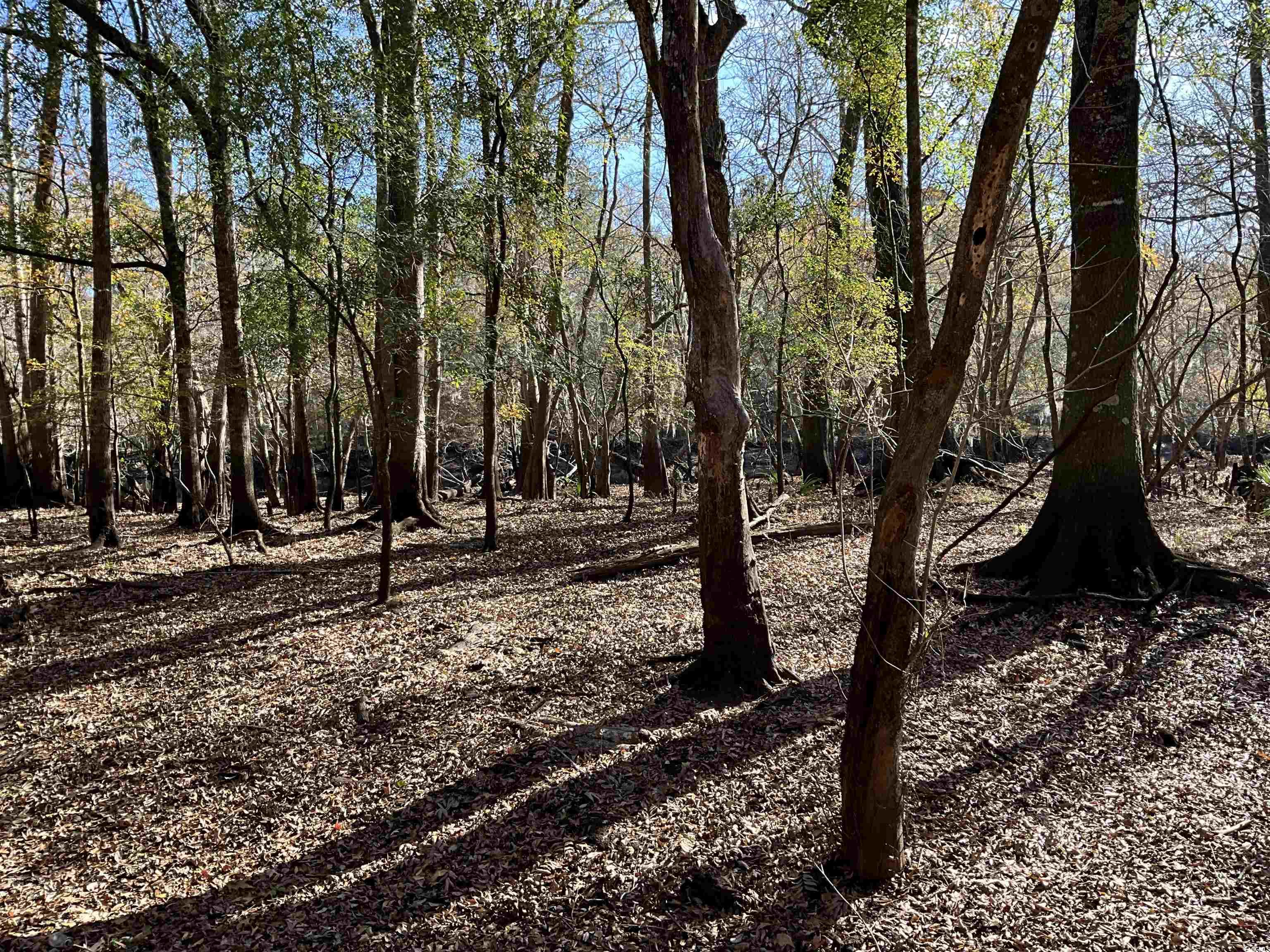 Tbs Nathan Road Kingstree, SC 29556 - Photo 5 of 35 View of local wilderness
