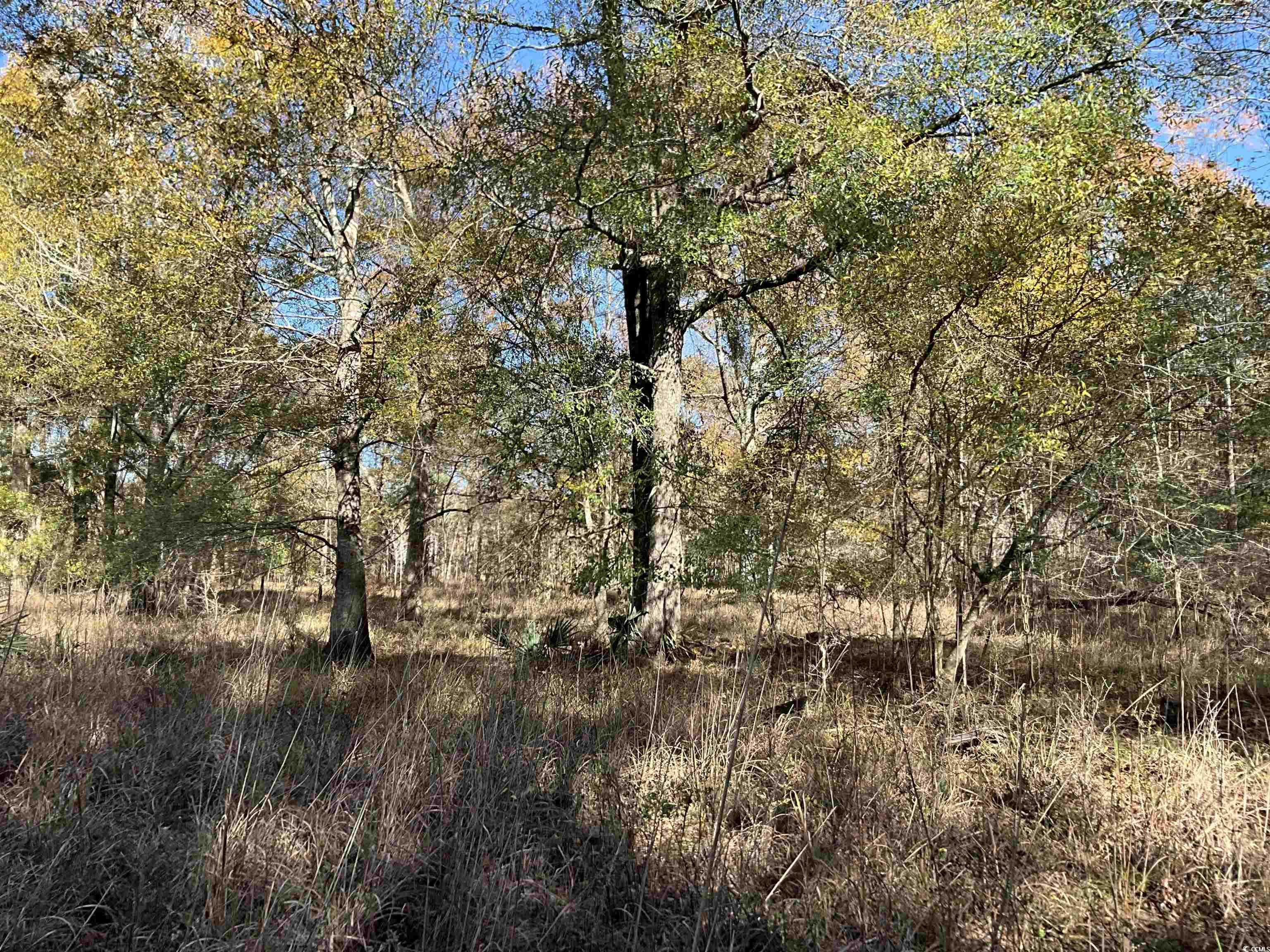 Tbs Nathan Road Kingstree, SC 29556 - Photo 6 of 35 View of nature