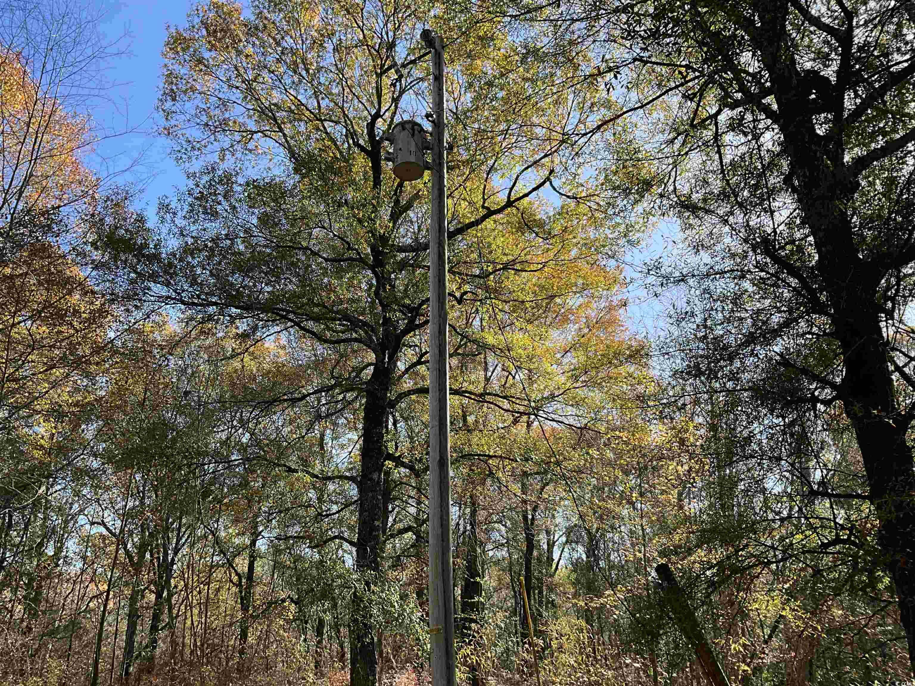 Tbs Nathan Road Kingstree, SC 29556 - Photo 8 of 35 View of local wilderness