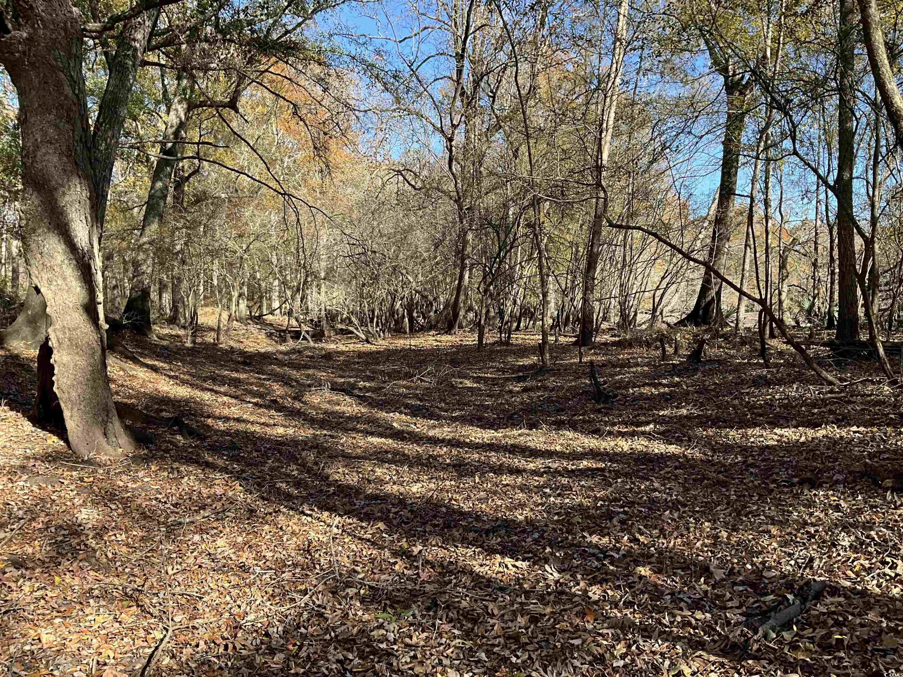 Tbs Nathan Road Kingstree, SC 29556 - Photo 9 of 35 View of nature