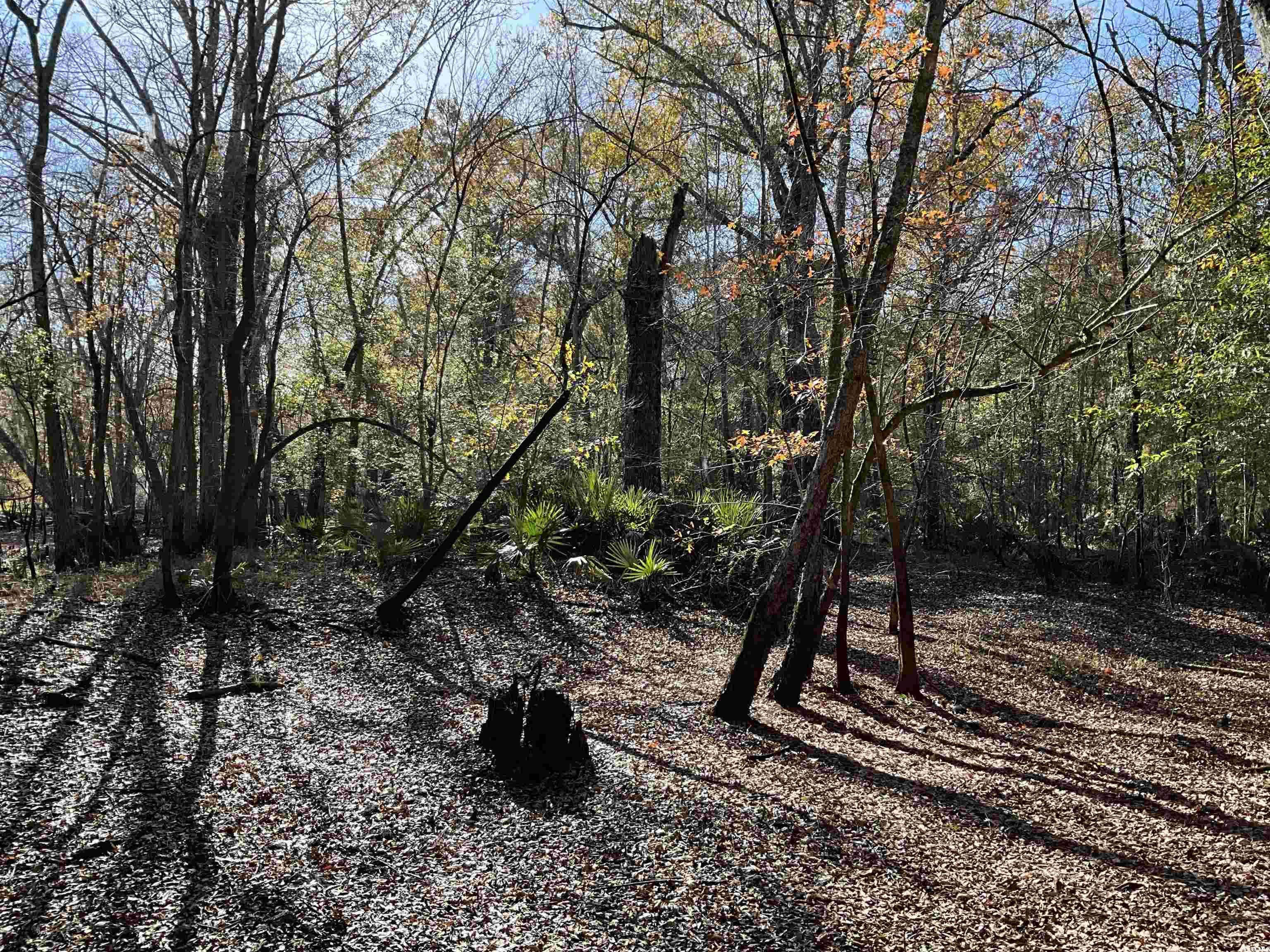 Tbs Nathan Road Kingstree, SC 29556 - Photo 10 of 35 View of landscape