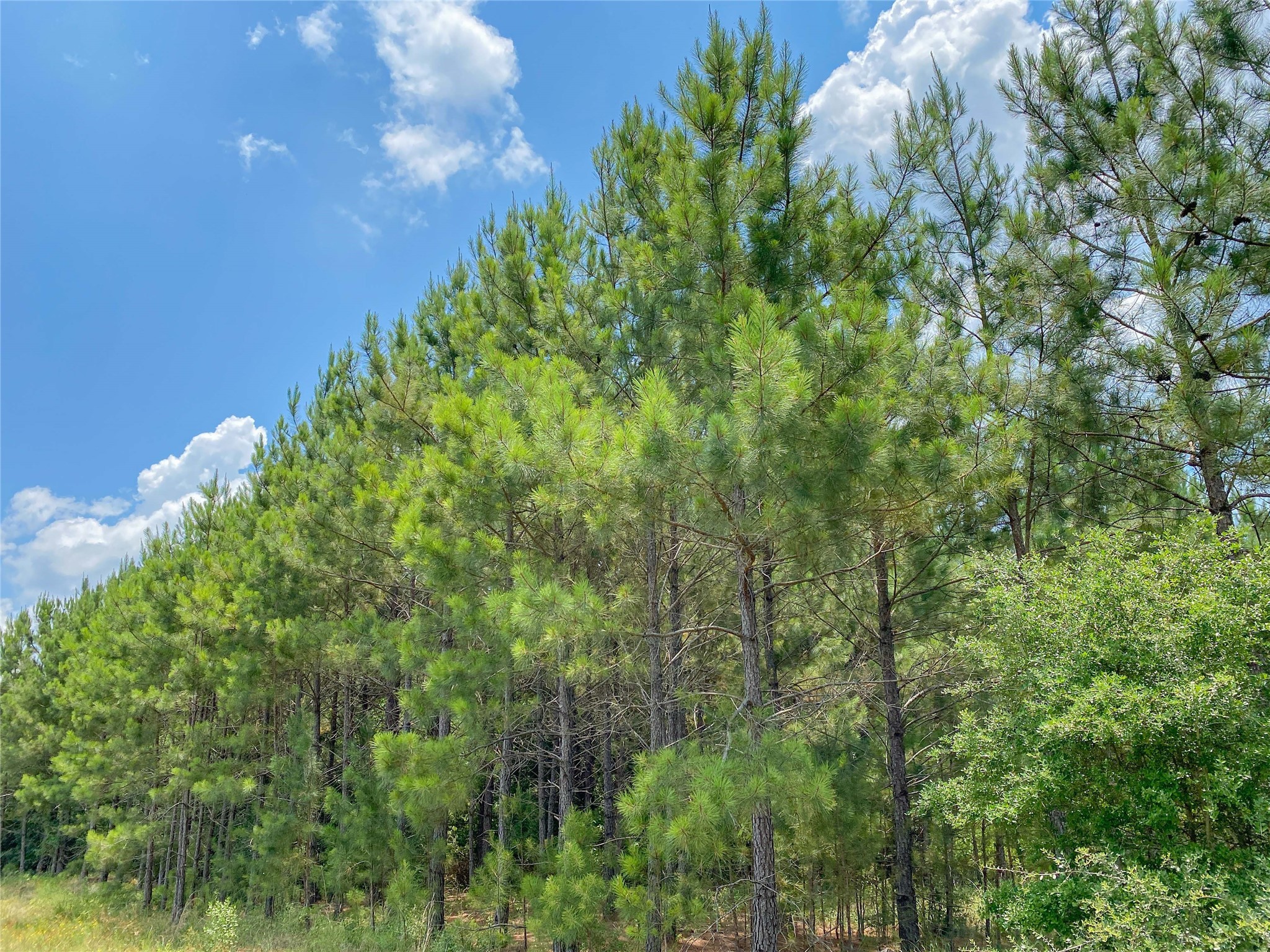 0 Us Highway Corrigan, TX 75939 - Photo 15 of 15 a view of a green field