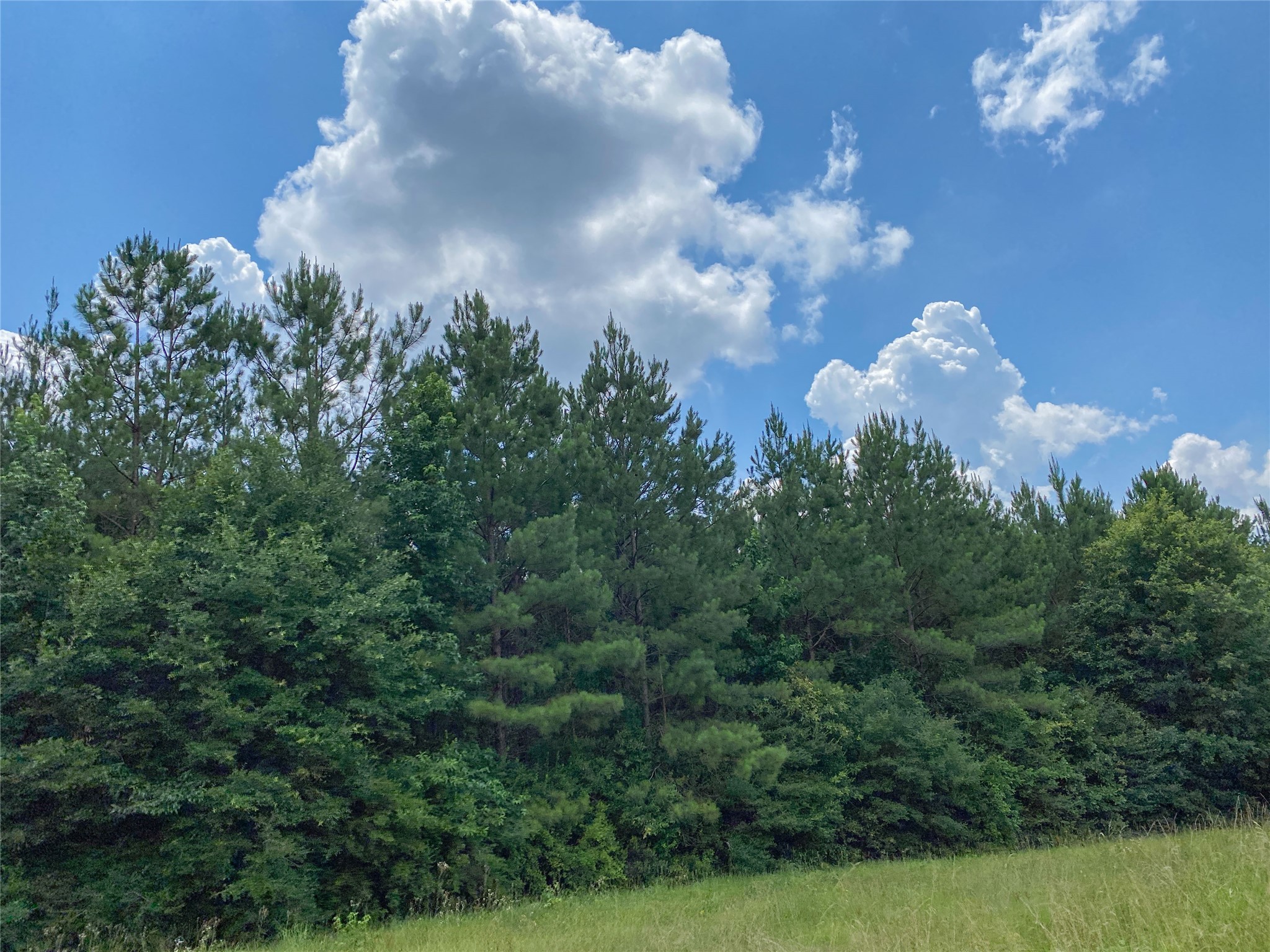 0 Us Highway Corrigan, TX 75939 - Photo 3 of 15 a view of a flower in a garden