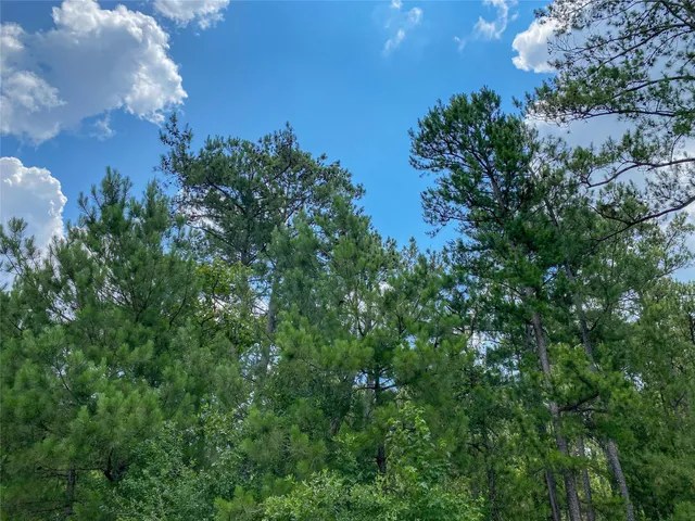 a view of a yard with plants