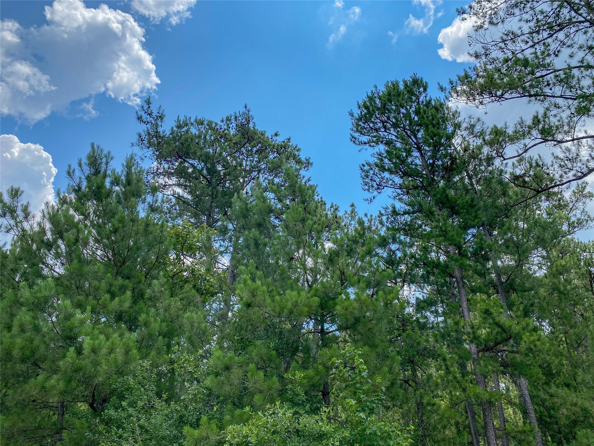 0 Us Highway Corrigan, TX 75939 - Photo 4 of 15 a view of a garden