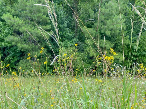 a view of a big yard with large trees