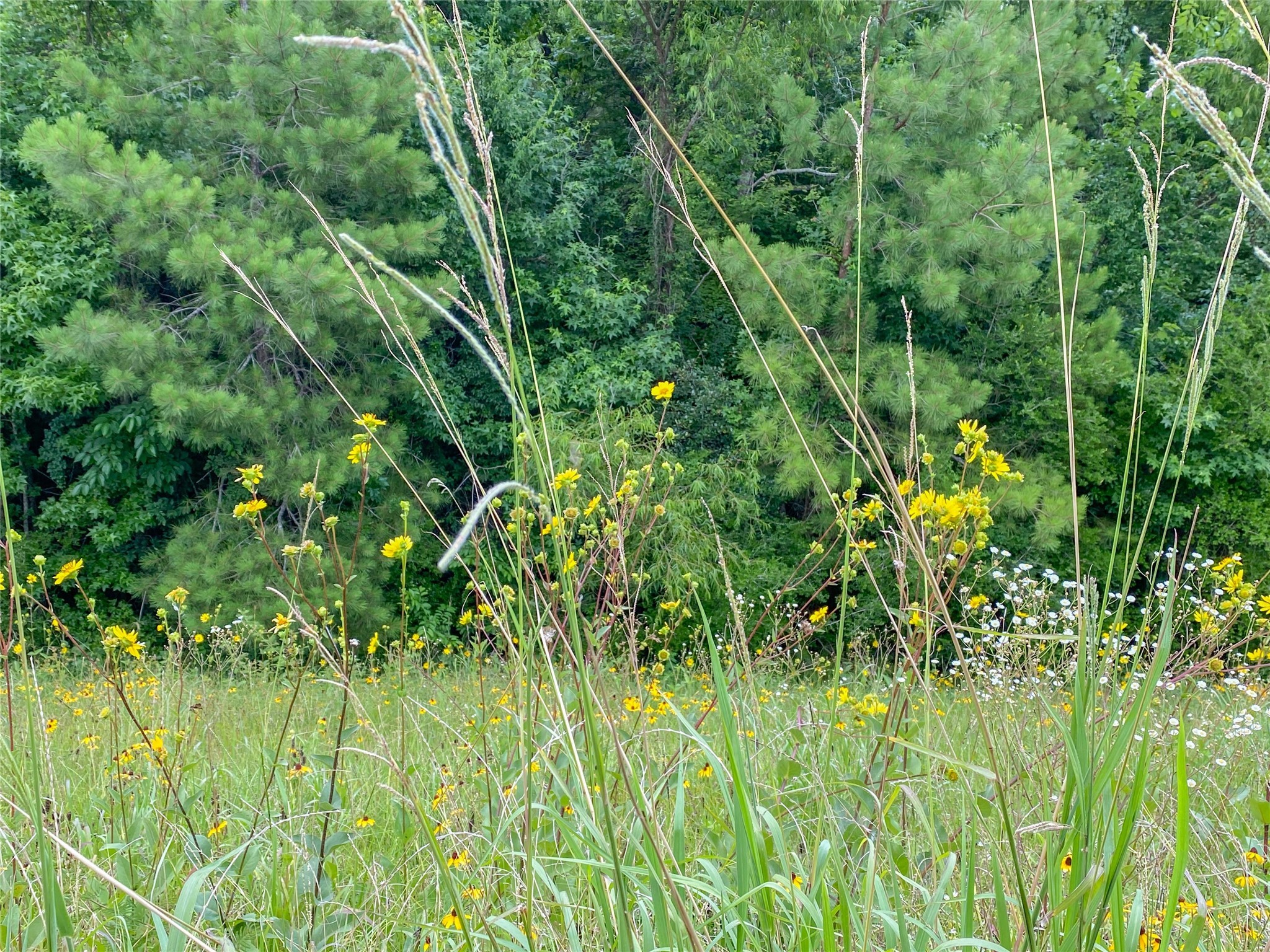 0 Us Highway Corrigan, TX 75939 - Photo 5 of 15 a view of a yard with plants