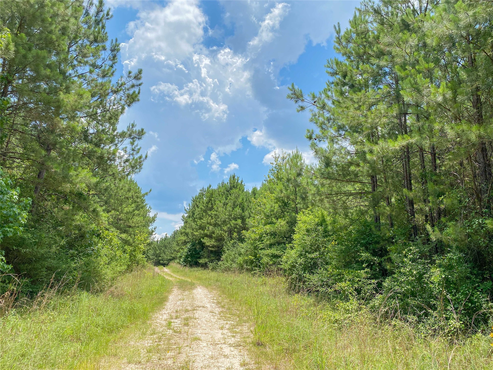 0 Us Highway Corrigan, TX 75939 - Photo 6 of 15 a view of a big yard with large trees
