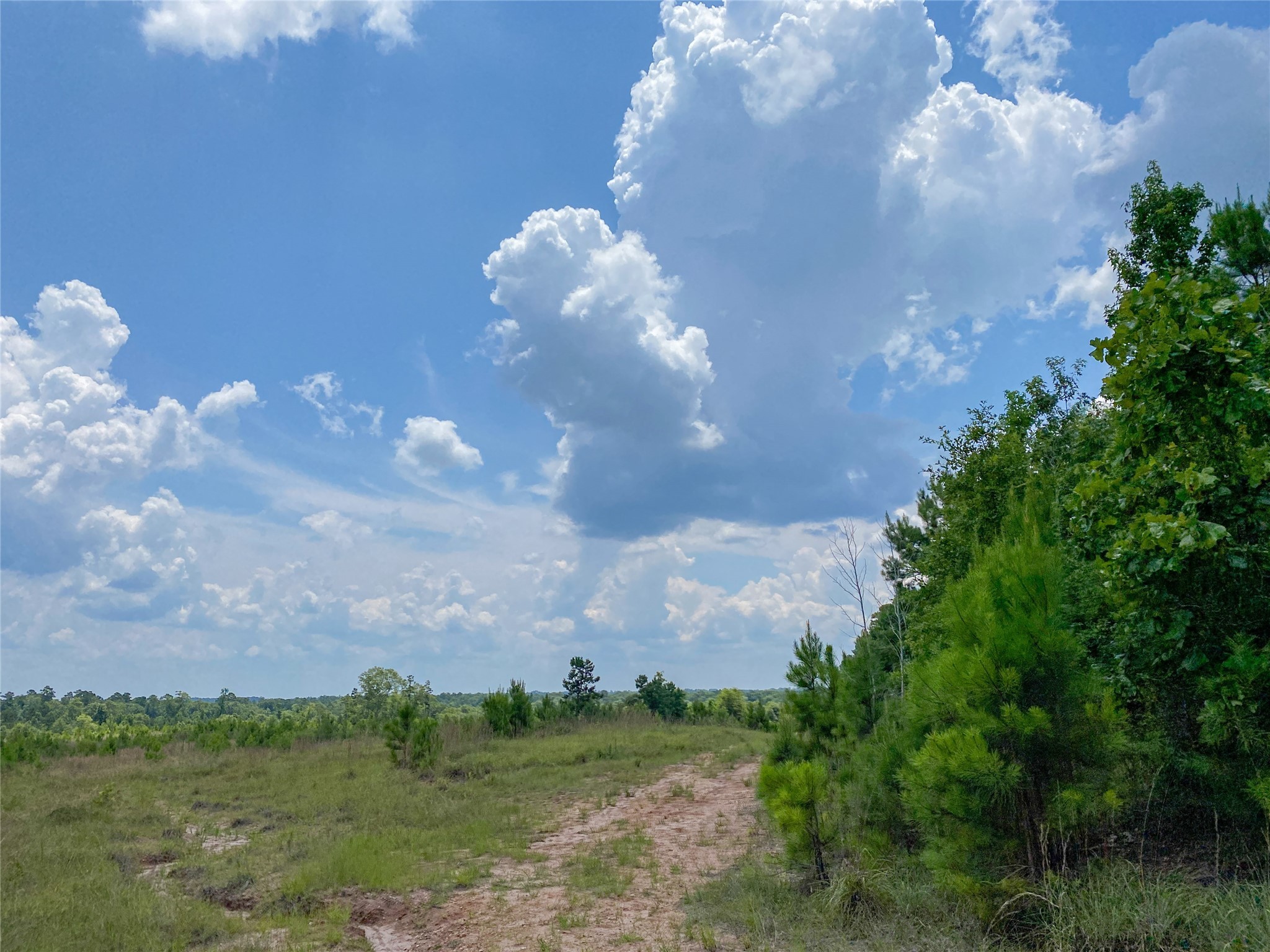 0 Us Highway Corrigan, TX 75939 - Photo 8 of 15 a view of a big yard with lots of green space