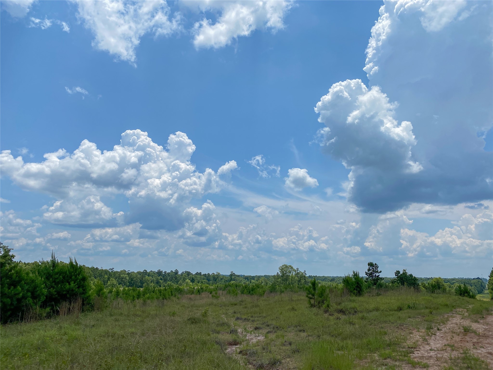 0 Us Highway Corrigan, TX 75939 - Photo 9 of 15 a view of a big yard with lots of green space
