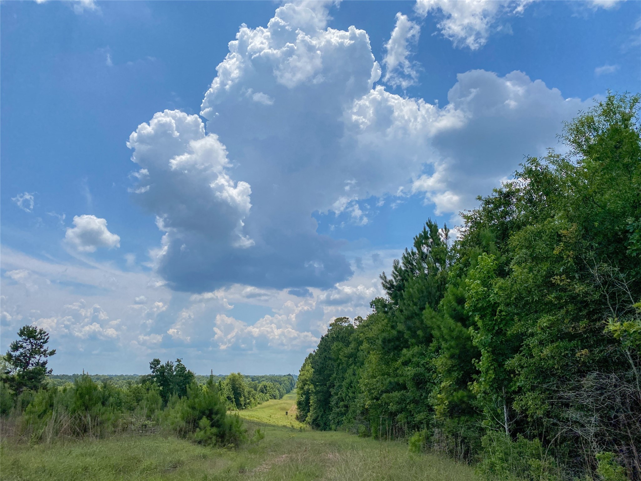 0 Us Highway Corrigan, TX 75939 - Photo 10 of 15 a view of a flower in a yard