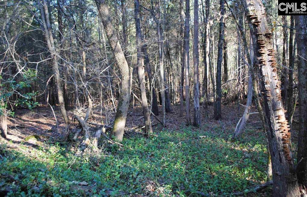E/s Old Hilton Road Chapin, SC 29036 - Photo 5 of 6