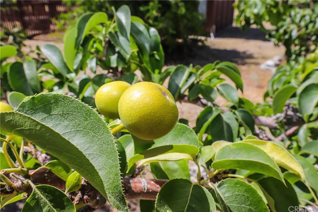 21123 Fort Tejon Road Llano, CA 93544 - Photo 51 of 55 a view of a plant with a plant