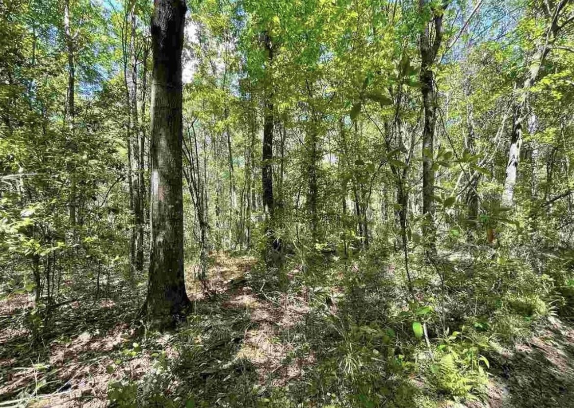 a view of a forest with trees