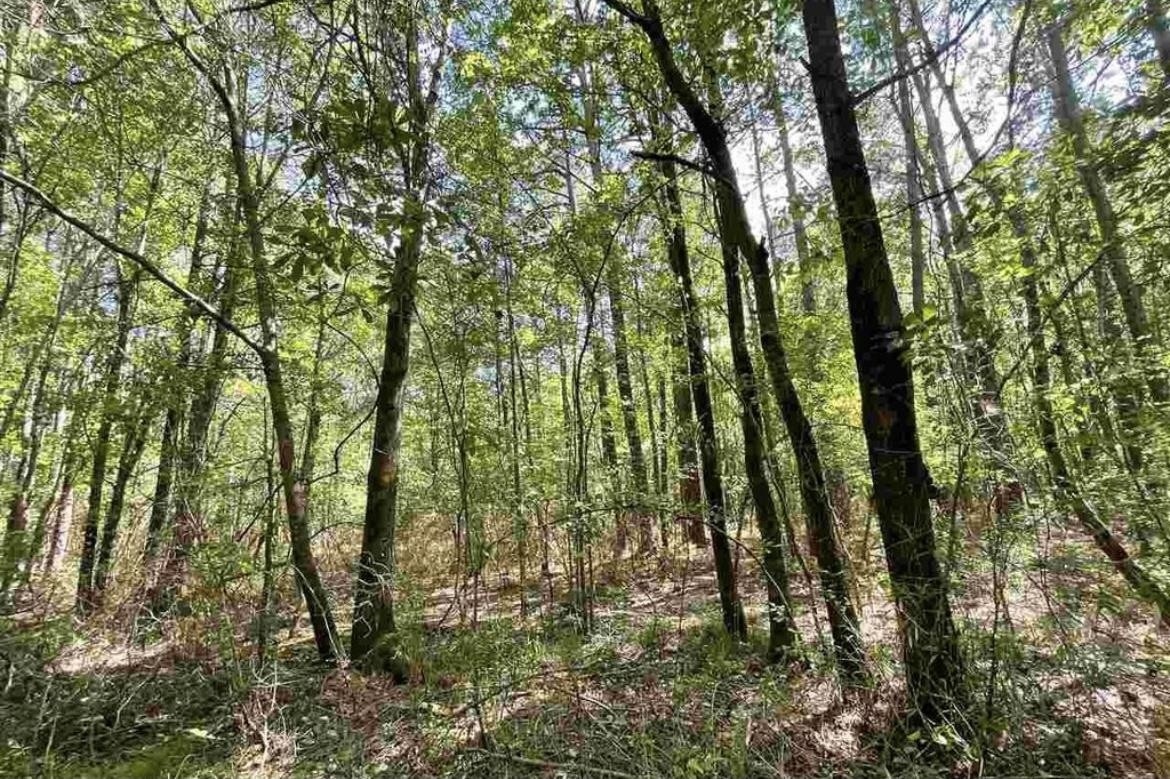 1183 West Blackman Road Dunn, NC 28334 - Photo 5 of 6 a view of forest