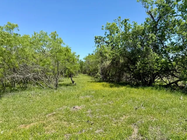 a backyard of a house with lots of plants and tree