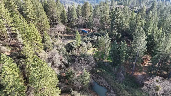 a view of a forest with a tree