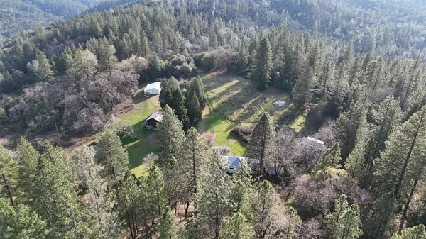 a view of a forest with lots of trees