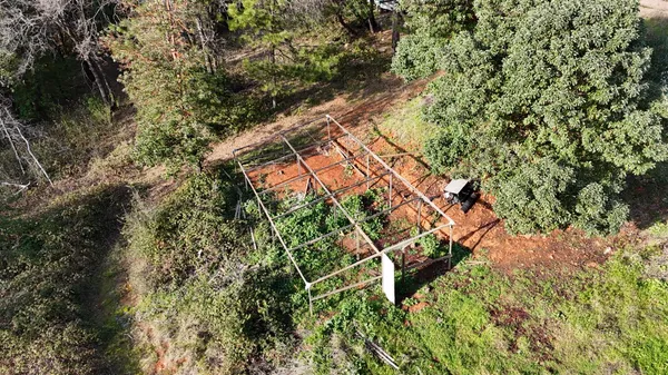 a view of a tree in a forest