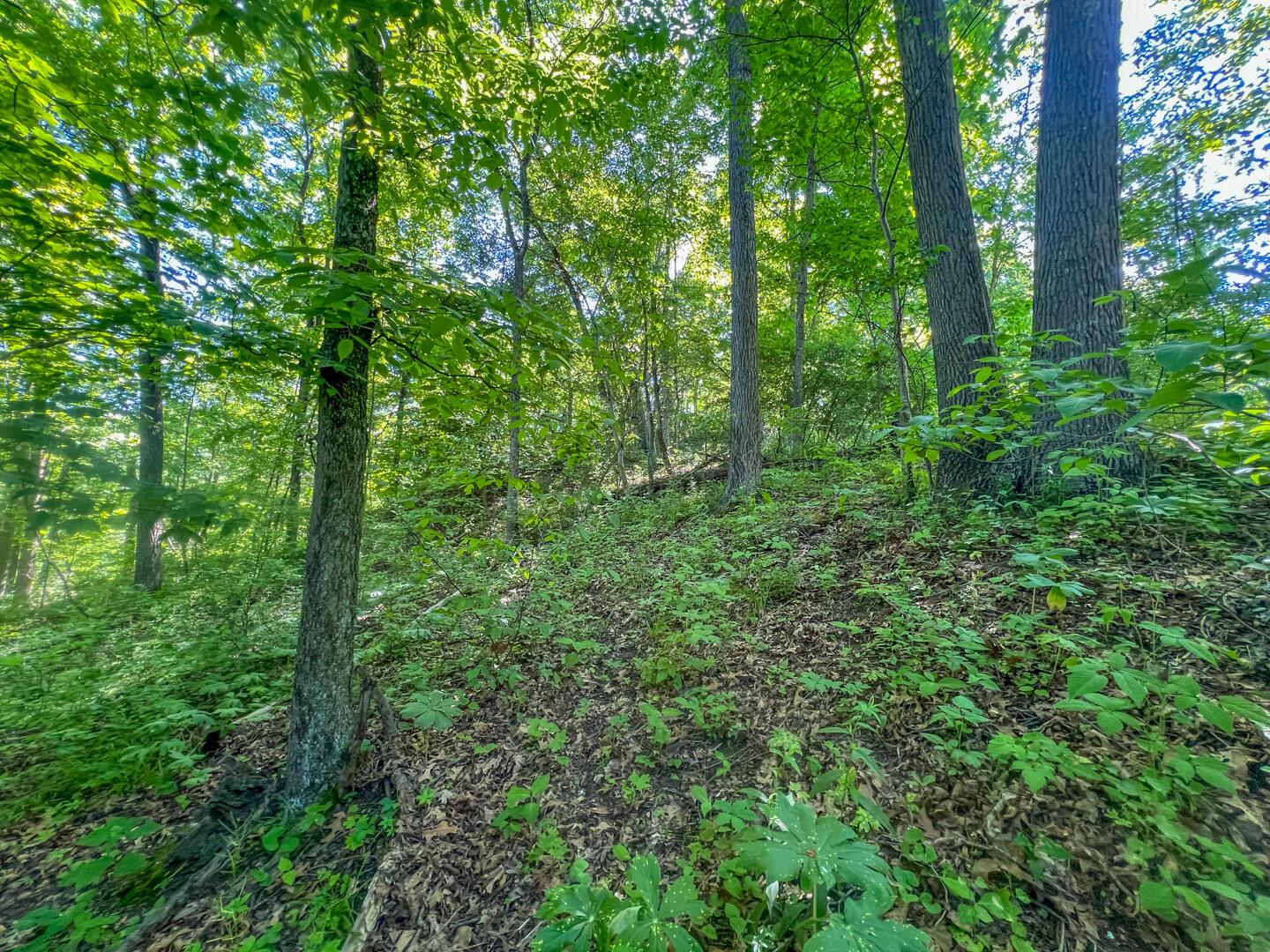 0 Rush Run Road Rayland, OH 43943 - Photo 12 of 24