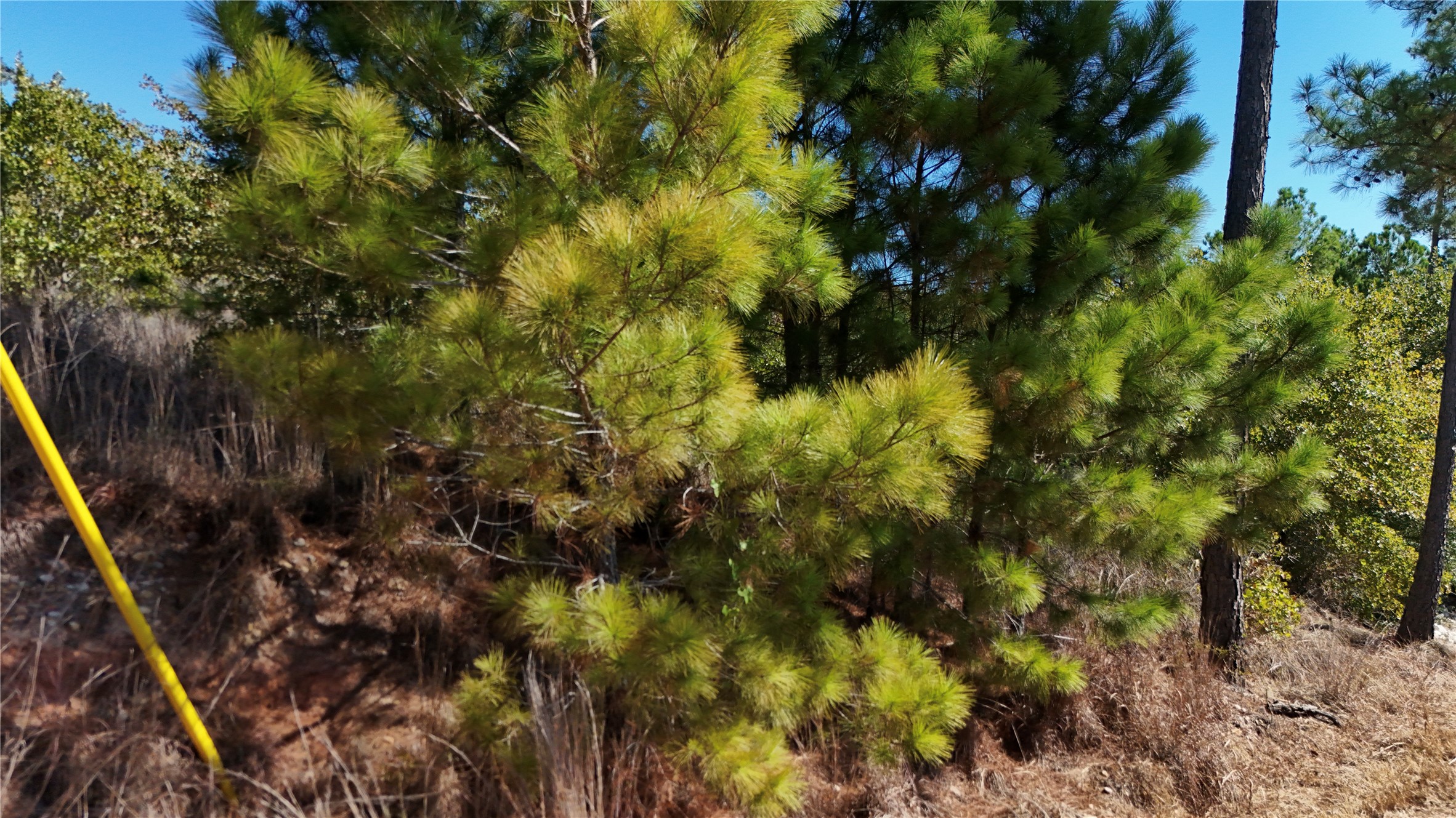 Tbd Aloha Lane Bastrop, TX 78602 - Photo 20 of 20 a view of a tree