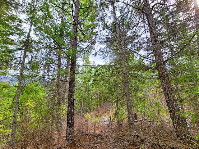 Tbd Aladdin Road Colville, WA 99114 - Photo 5 of 13 Gallery Image 5