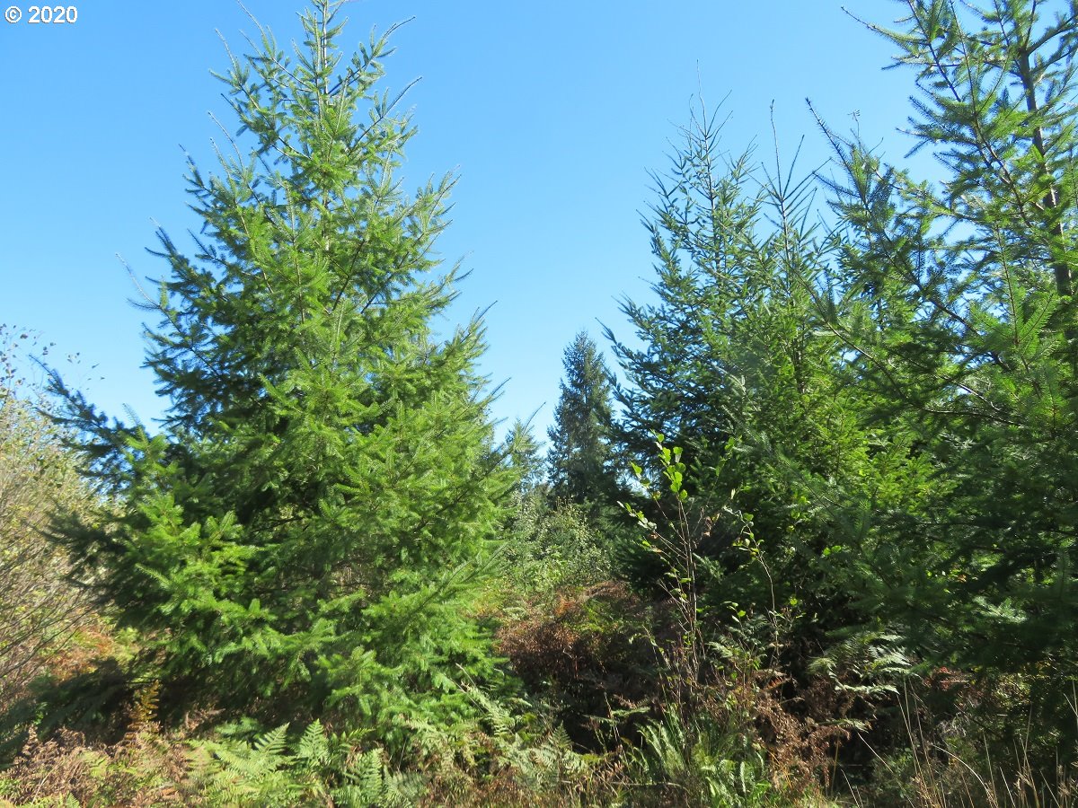 140th Avenue Rochester, WA 98579 - Photo 12 of 21