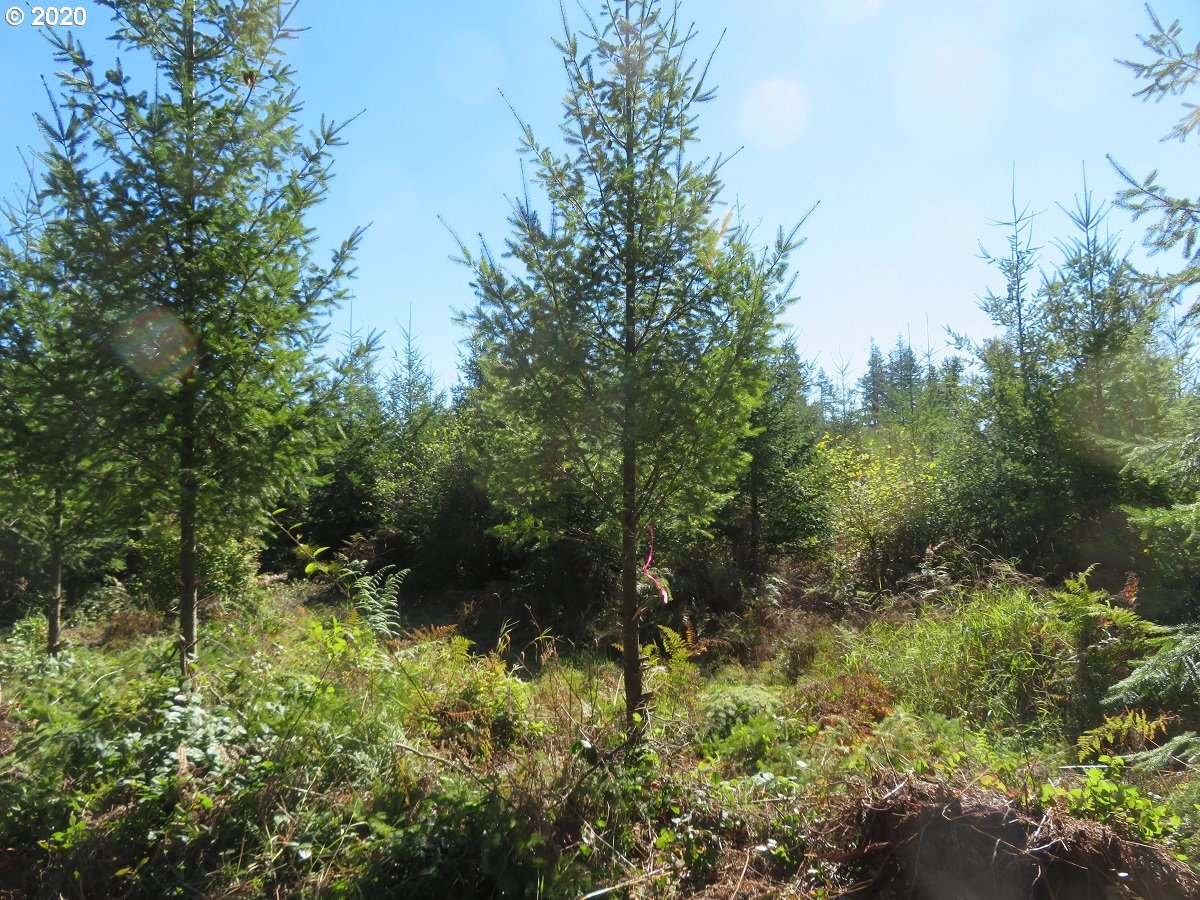 140th Avenue Rochester, WA 98579 - Photo 10 of 21