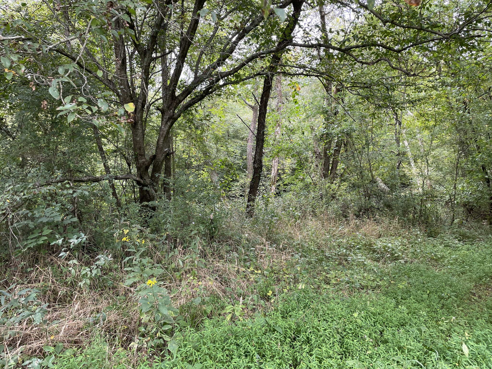0 Sequatchie Co Line Dunlap, TN 37327 - Photo 12 of 22 Gallery Image 12