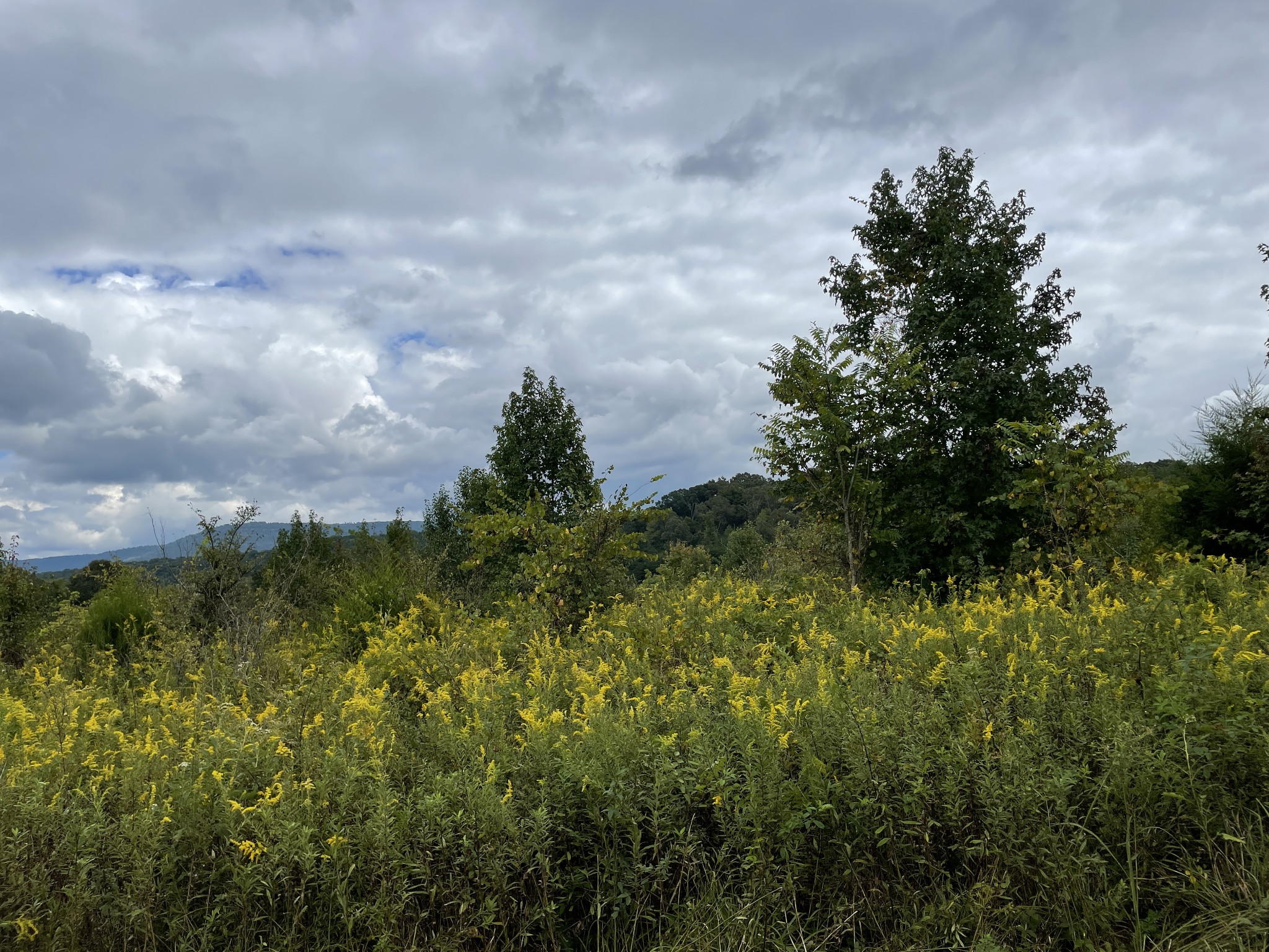 0 Sequatchie Co Line Dunlap, TN 37327 - Photo 18 of 22 Gallery Image 18
