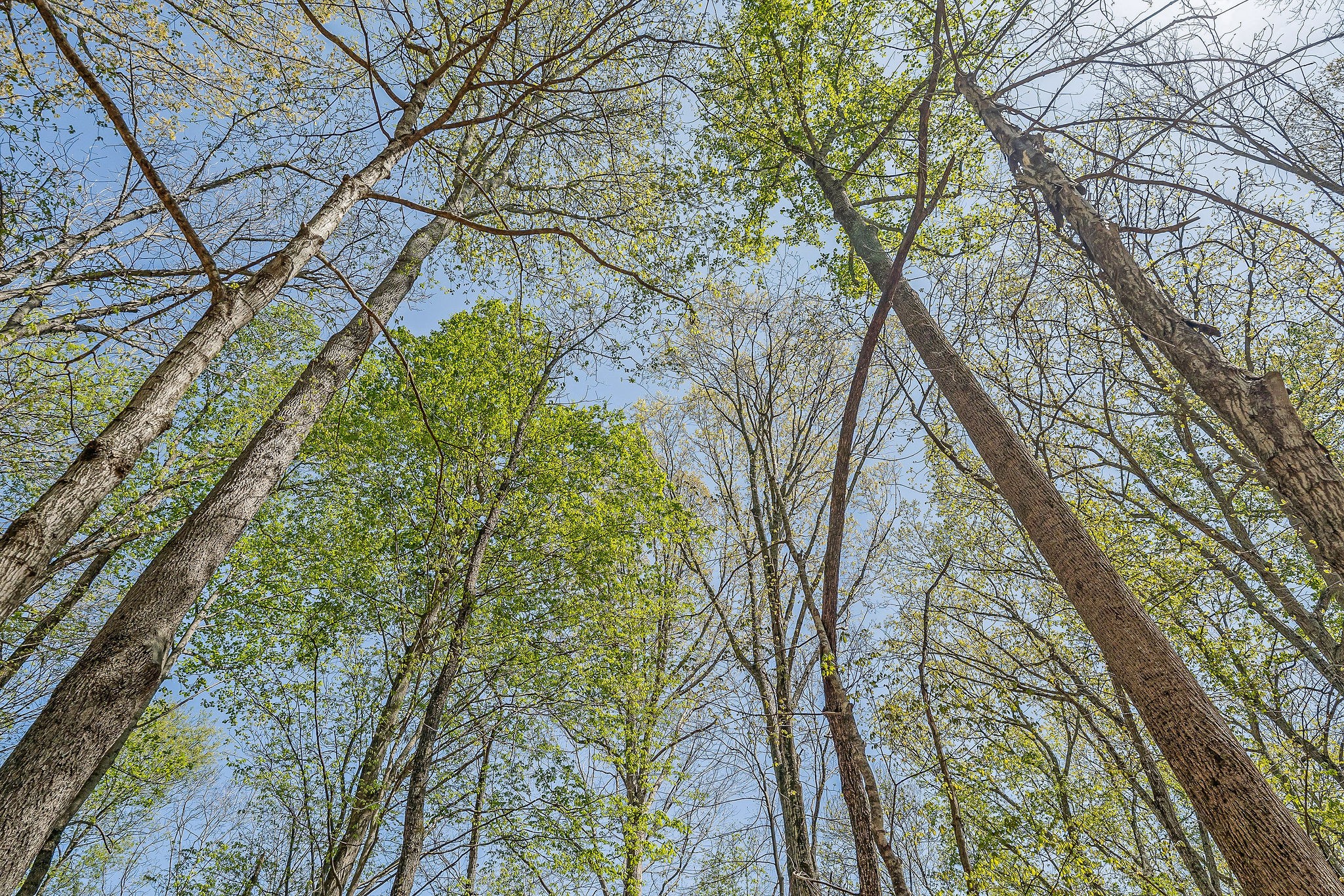 29 Poplar Point Road Sparta, TN 38583 - Photo 7 of 8 a yard with tall trees