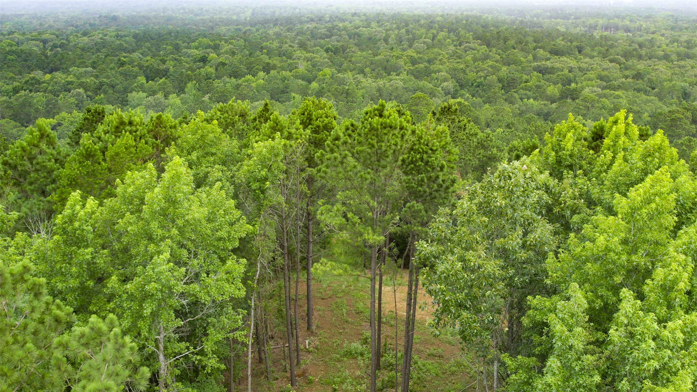 1320 County Road 2112 Rusk, TX 75785 - Photo 27 of 50 a view of a lush green forest from a balcony