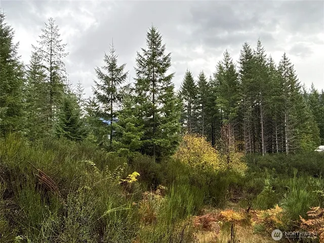 a view of a tree in a forest