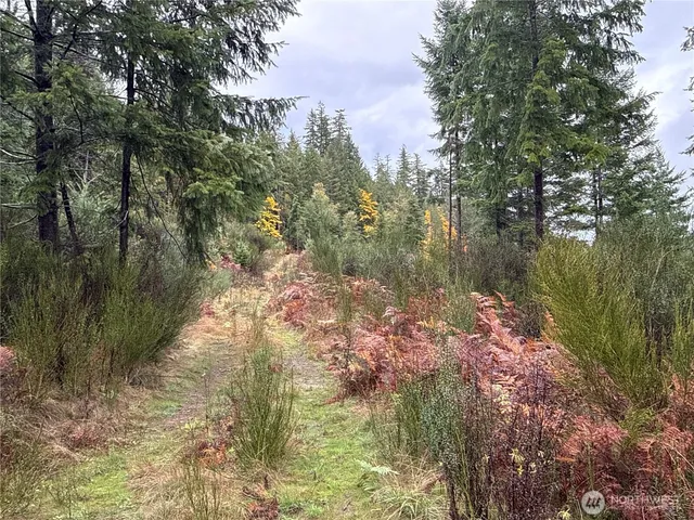 a view of a forest with trees in the background